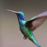 Hummingbird